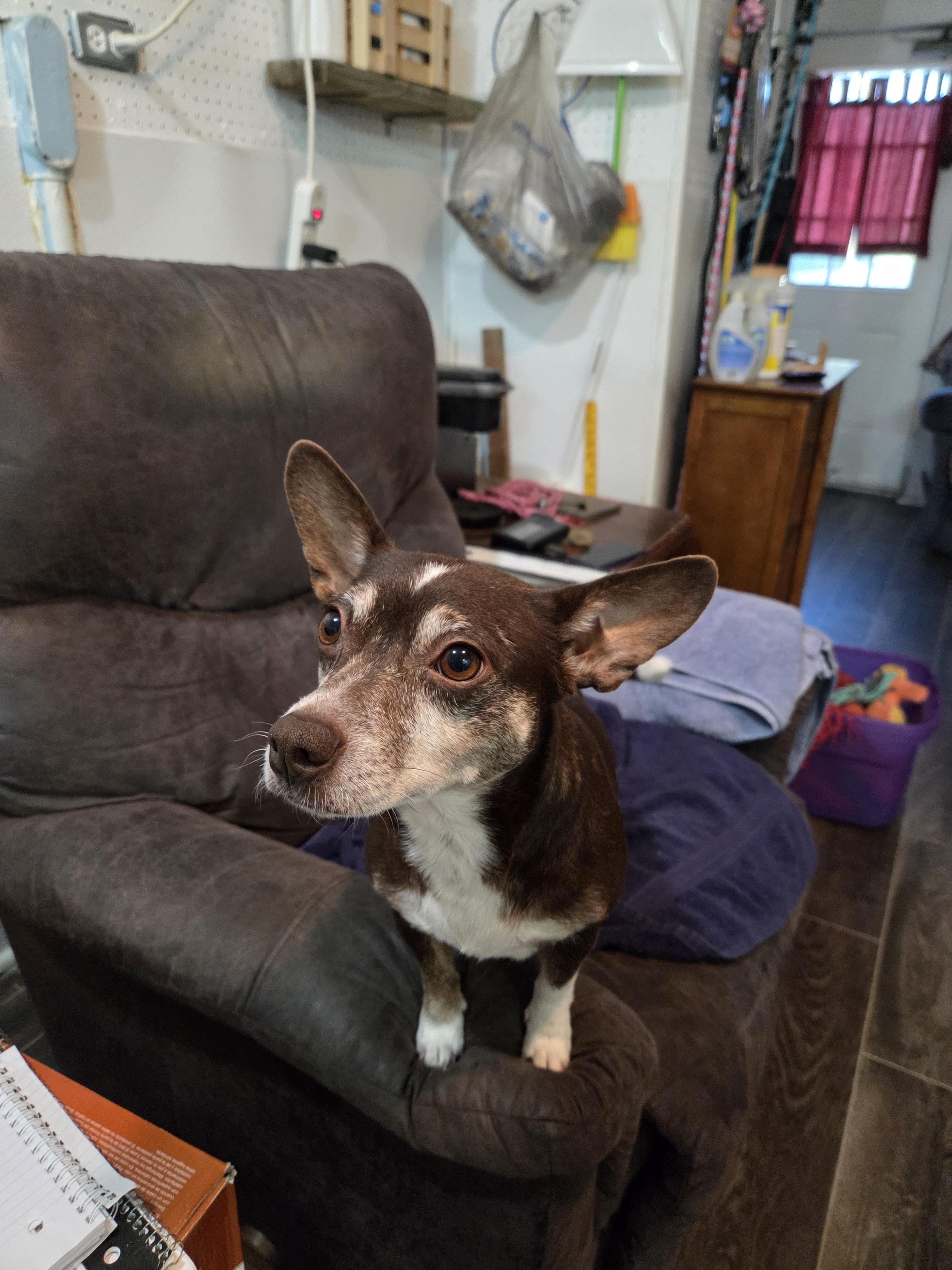 Gracie, a ADOPTABLE mixed breed in Draper, VA image 5/6