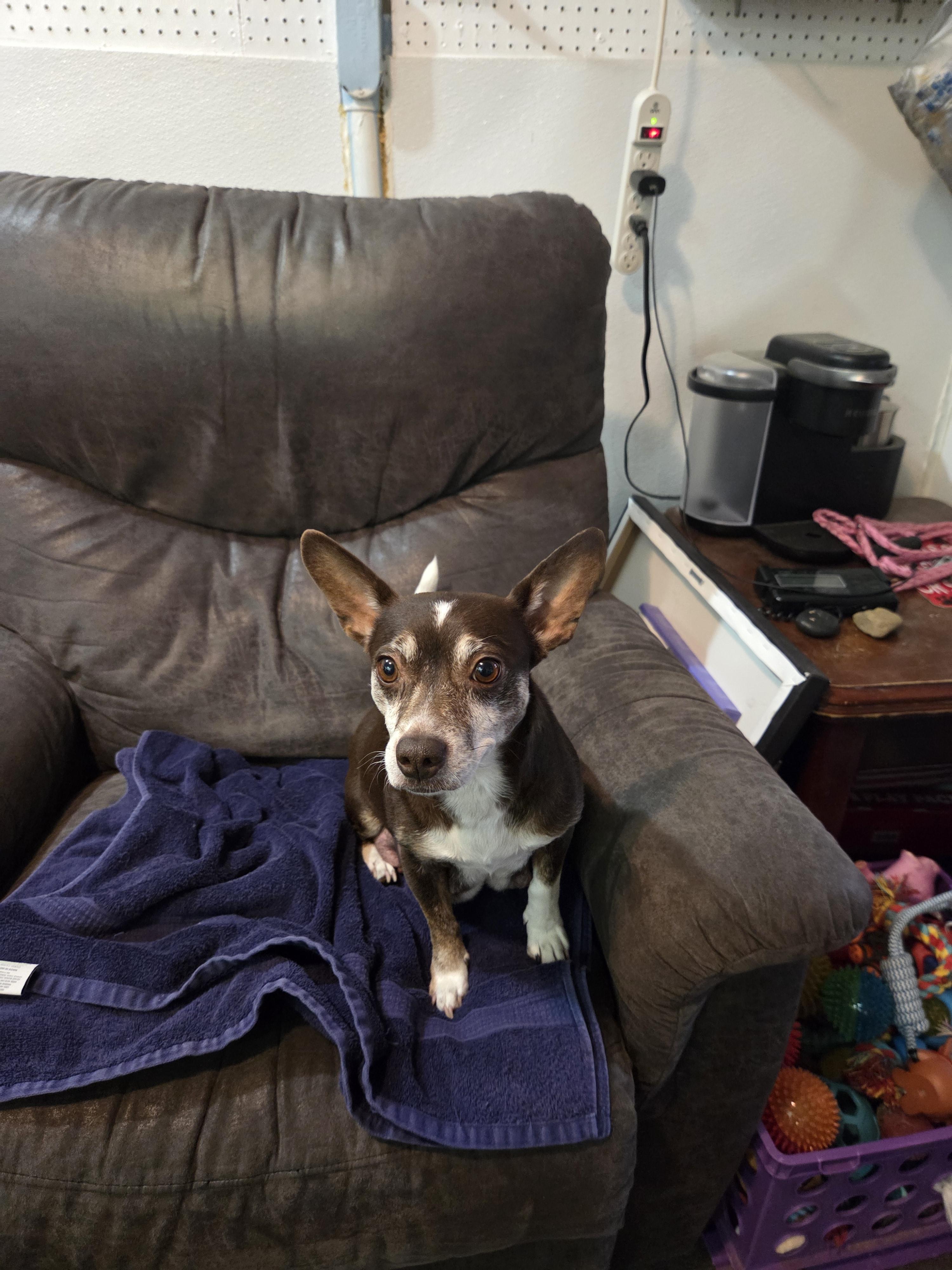 Gracie, a ADOPTABLE mixed breed in Draper, VA image 6/6