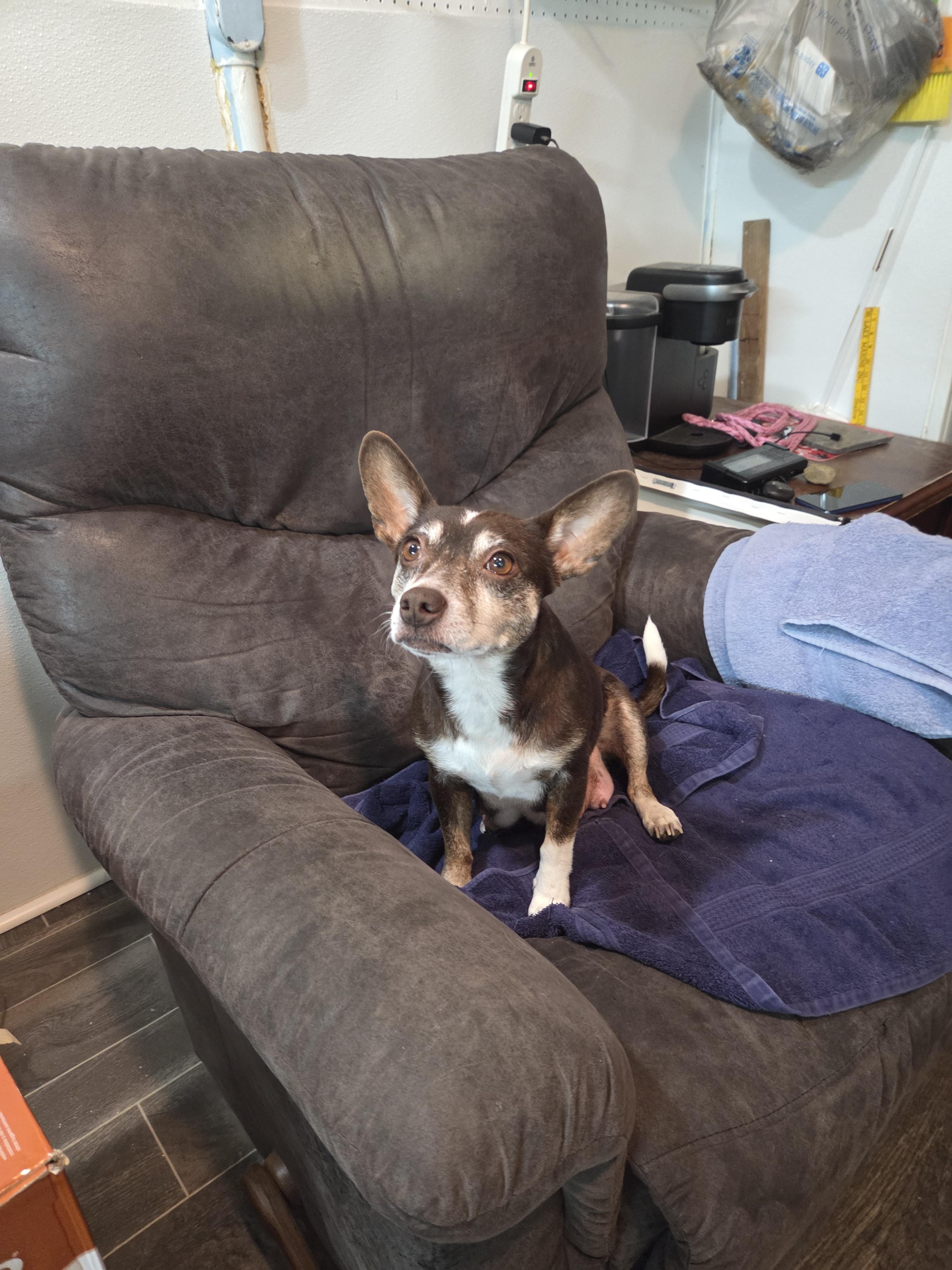Gracie, a ADOPTABLE mixed breed in Draper, VA image 1/6