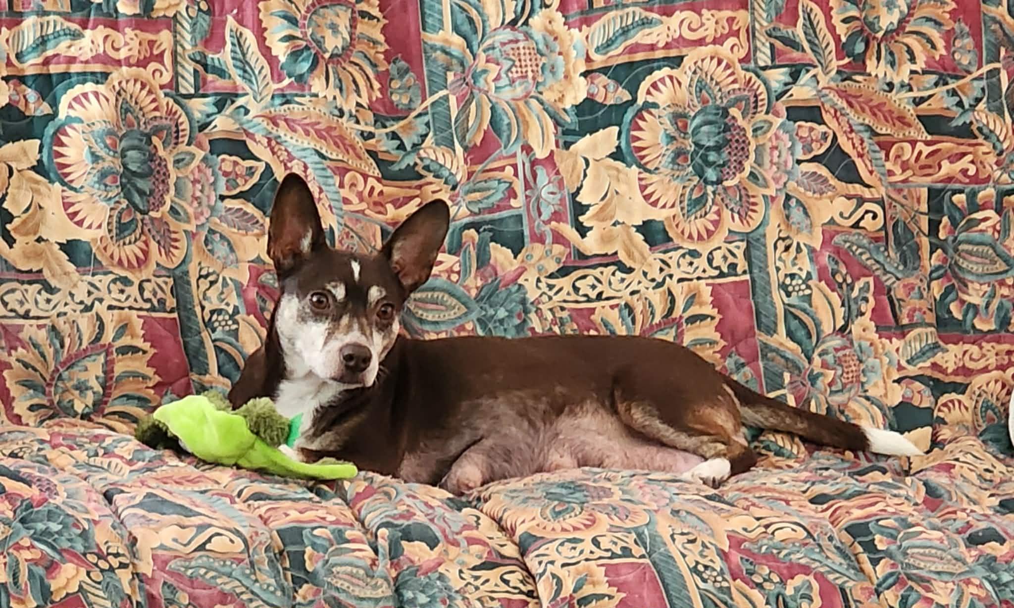 Gracie, a ADOPTABLE mixed breed in Draper, VA image 4/6
