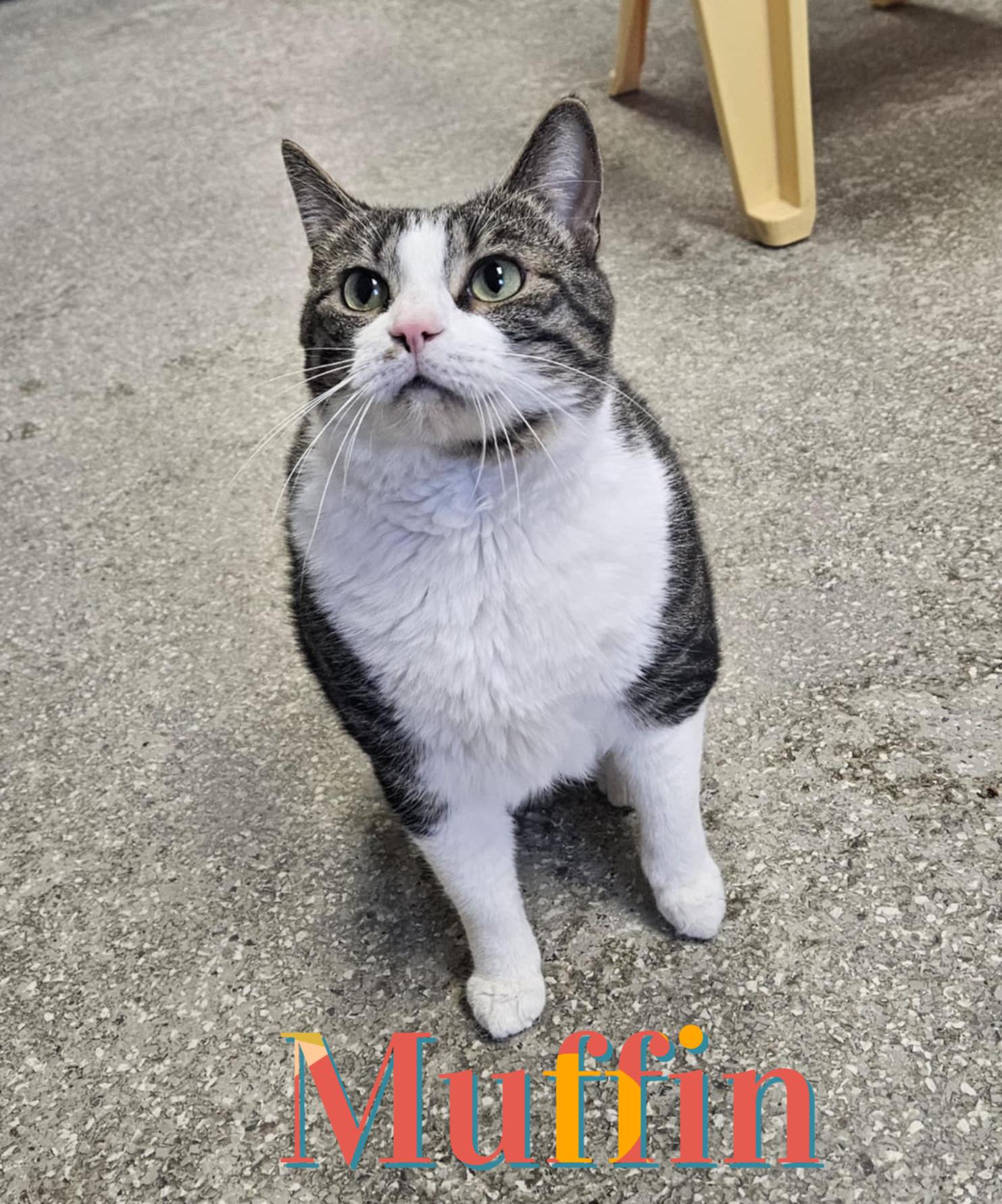 Cat for adoption - Muffin, a Domestic Short Hair in Wapakoneta, OH ...