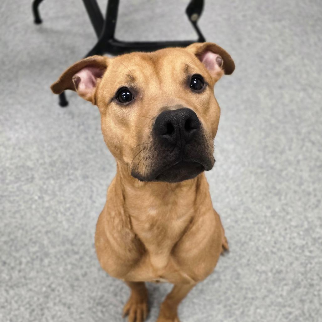 Dexter, a Adoptable American Staffordshire Terrier in Grand Rapids, MI image 1/6