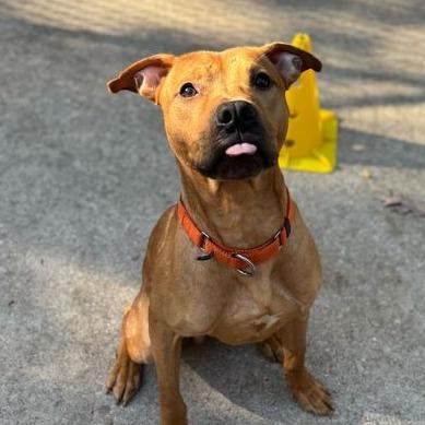 Dexter, a Adoptable American Staffordshire Terrier in Grand Rapids, MI image 2/6