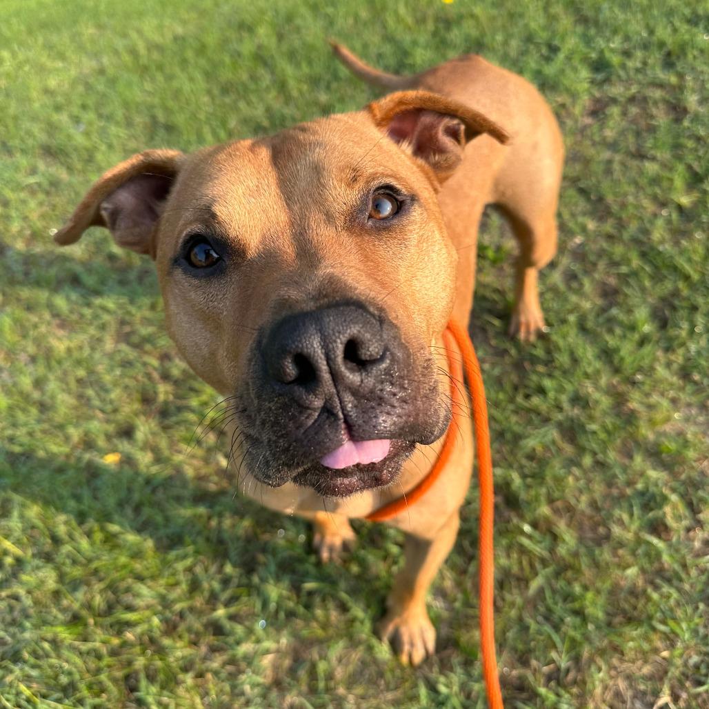 Dexter, a Adoptable American Staffordshire Terrier in Grand Rapids, MI image 3/6