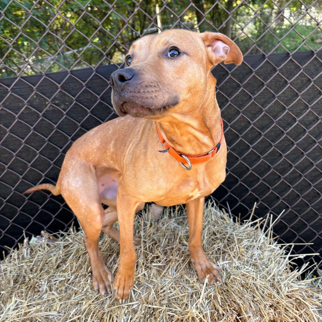 Dexter, a Adoptable American Staffordshire Terrier in Grand Rapids, MI image 4/6