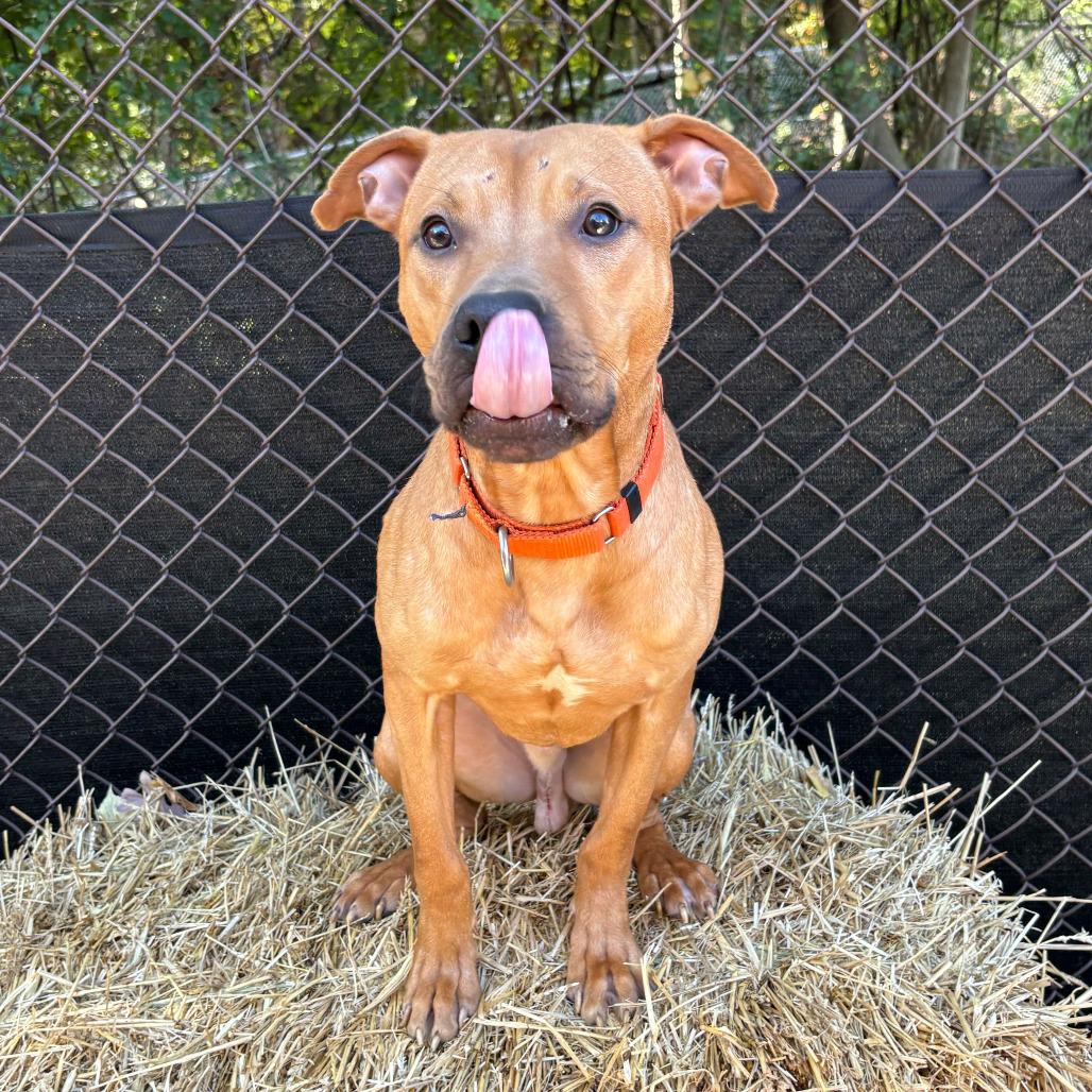 Dexter, a Adoptable American Staffordshire Terrier in Grand Rapids, MI image 5/6