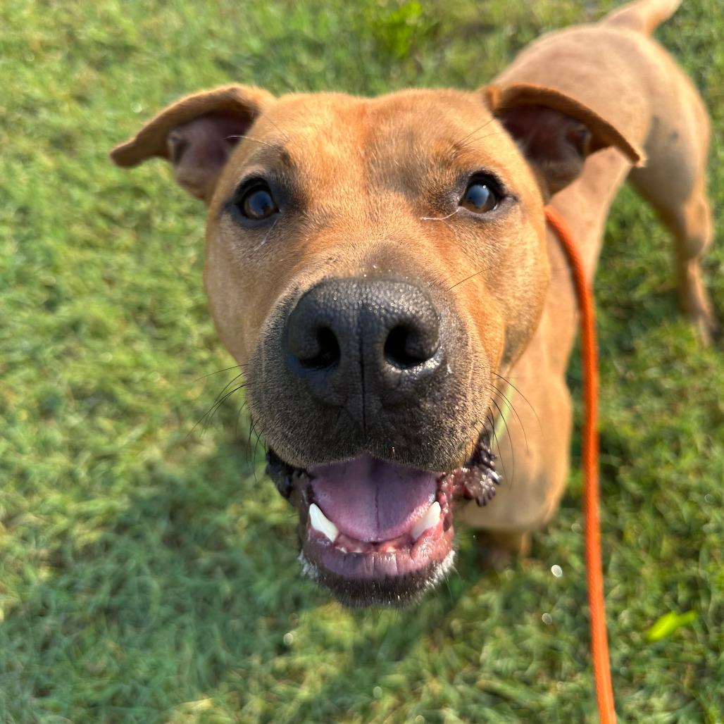 Dexter, a Adoptable American Staffordshire Terrier in Grand Rapids, MI image 6/6