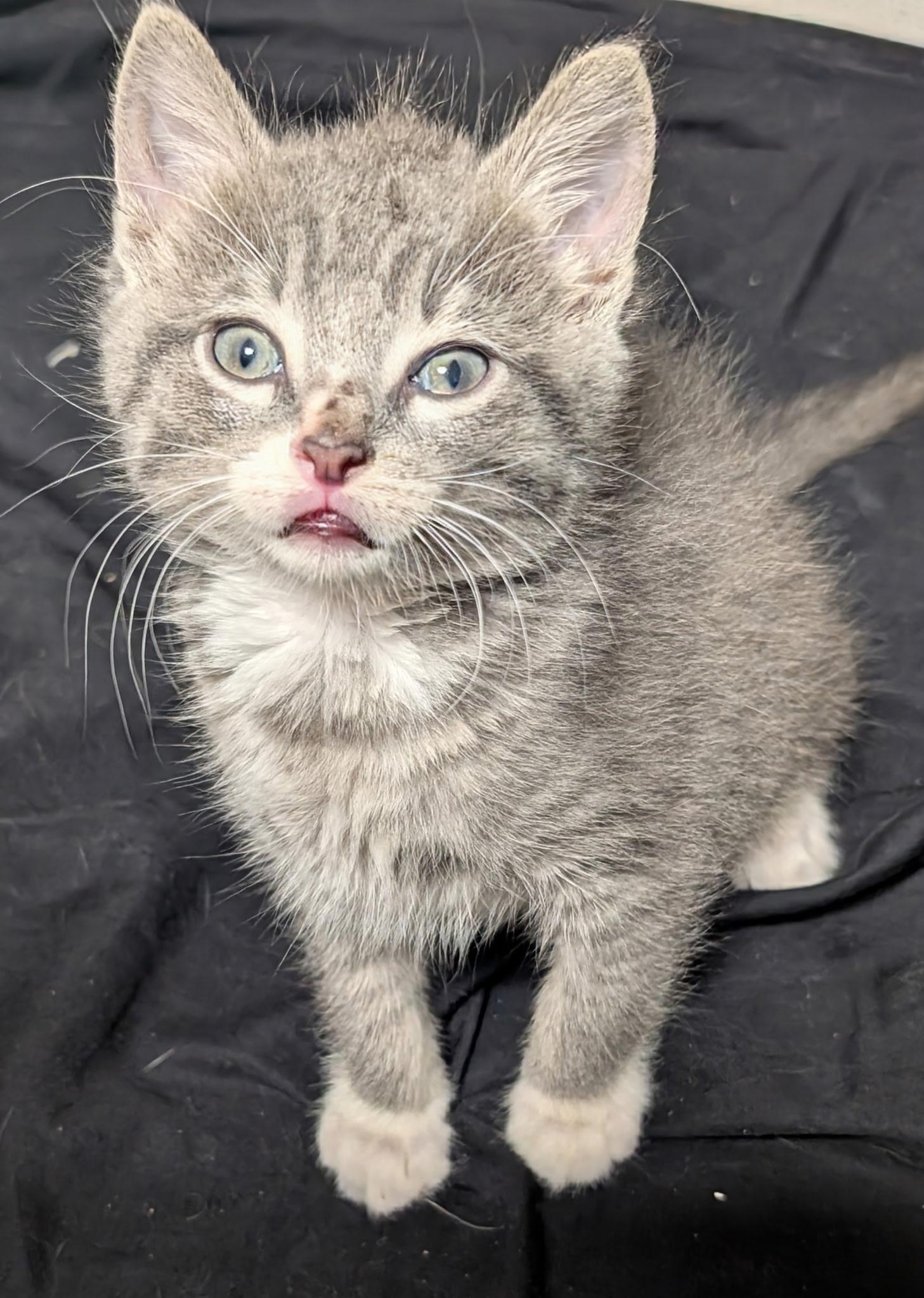 Purrito, an adoptable Domestic Medium Hair in Sartell, MN, 56377 | Photo Image 1