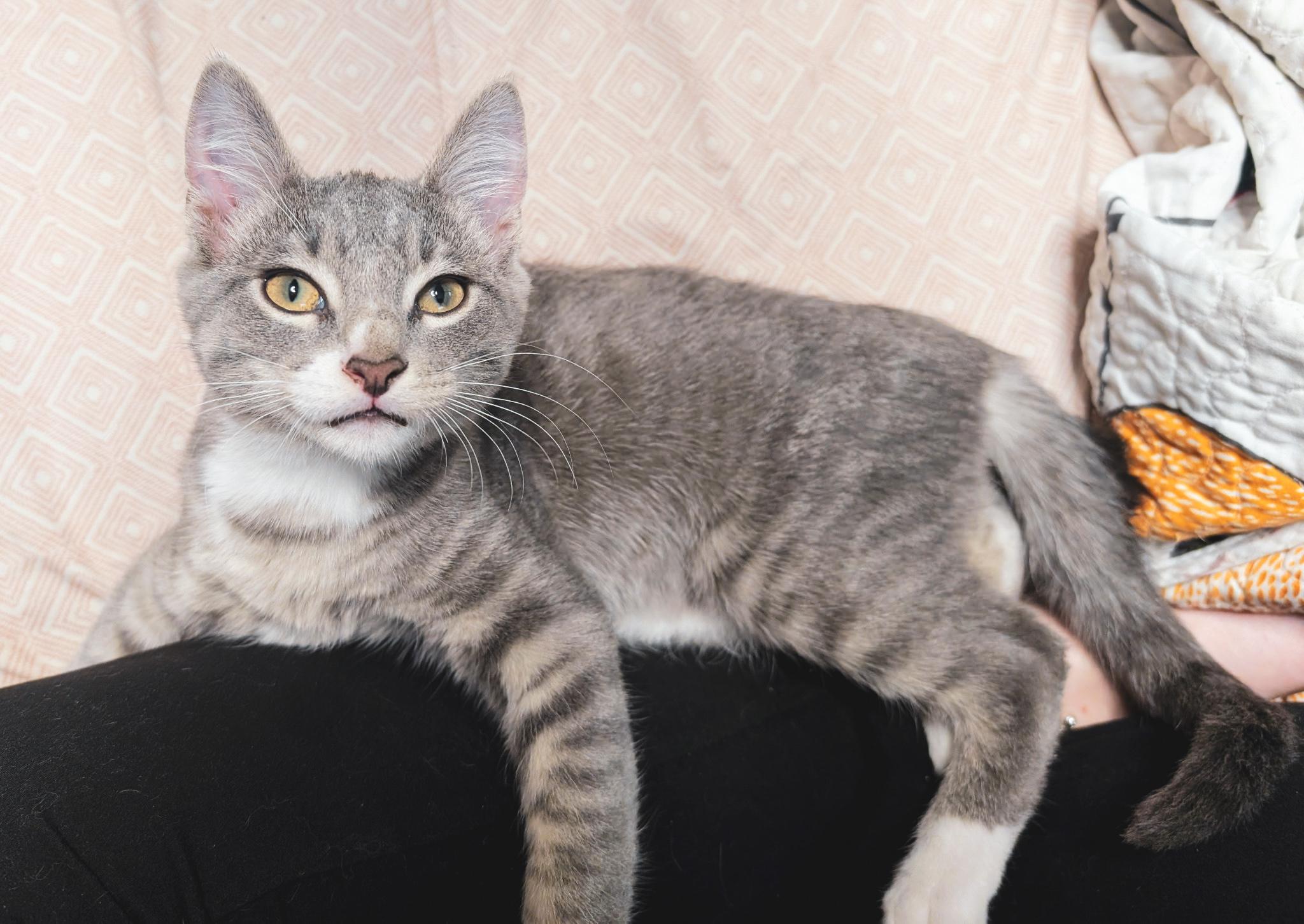 Purrito, an adoptable Domestic Medium Hair in Sartell, MN, 56377 | Photo Image 1