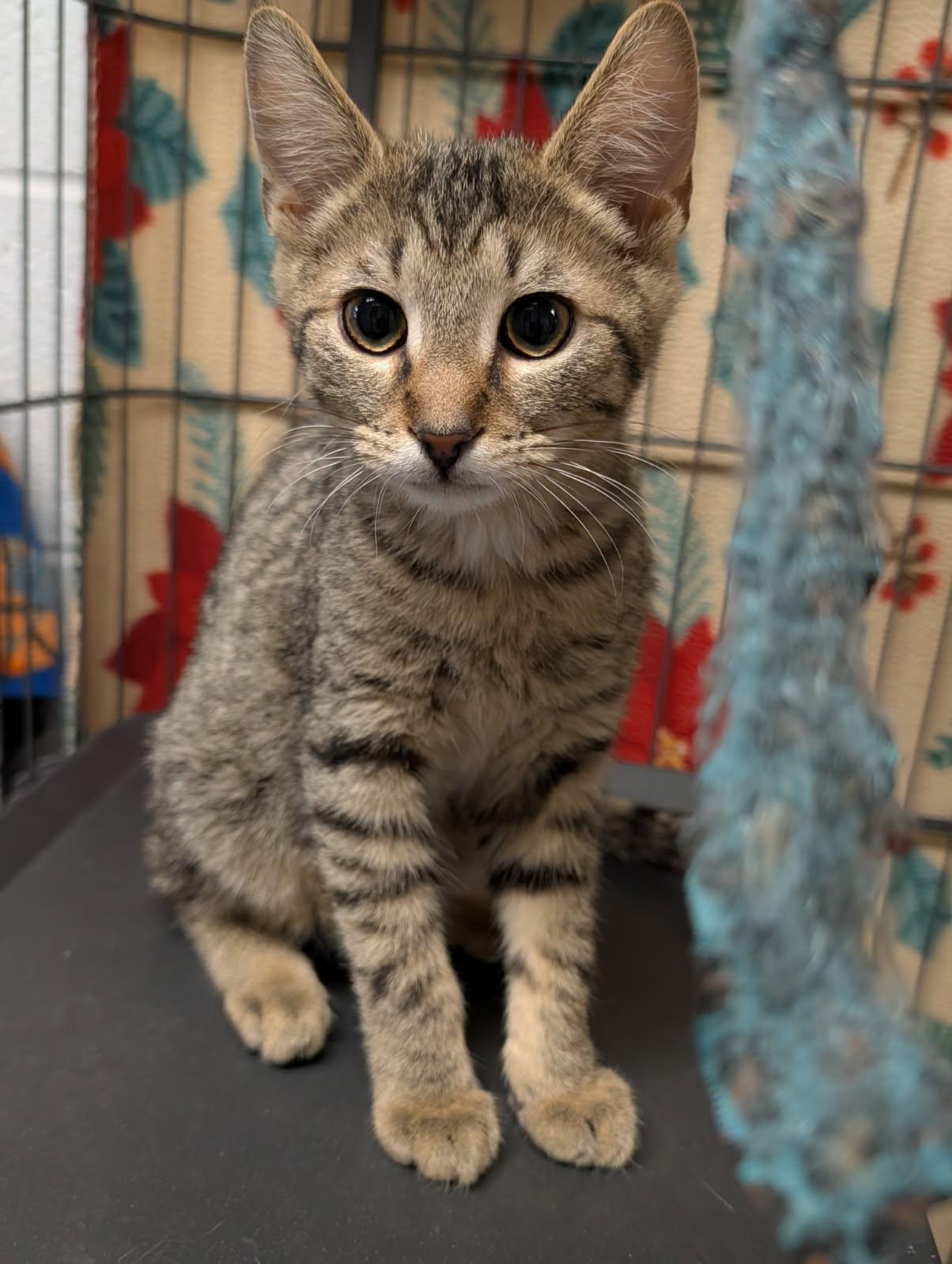 Honey Buns (Neutered) (Photos 3/2/2026), adopted, Kitten Male Tabby & Domestic Short Hair.