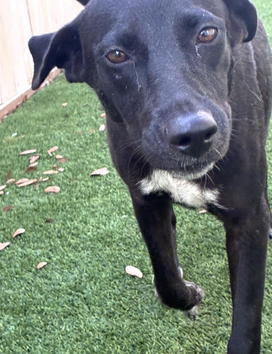 Enlarge Lainey (Super sweet lab girl found by soldiers in TX, needs forever home), a Adoptable mixed breed in Norfolk, VA image 3/4