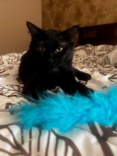 Enlarge Doordash, a Adopted Domestic Short Hair in Elk Grove, CA image 1/3