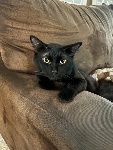 Enlarge Doordash, a Adopted Domestic Short Hair in Elk Grove, CA image 2/3