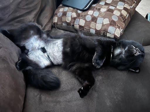 Enlarge Doordash, a Adopted Domestic Short Hair in Elk Grove, CA image 3/3