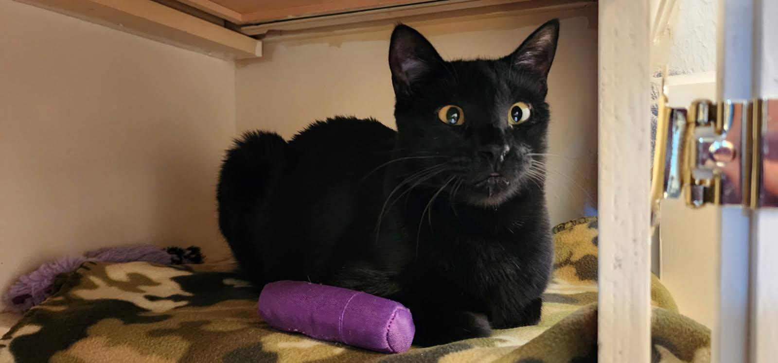 Midnight (Stephanie’s Litter), Adult Female Domestic Short Hair