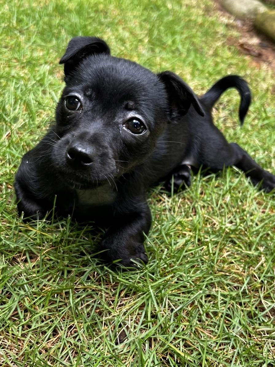 Joleen, an adopted mixed breed in Cumming, GA image 2/2