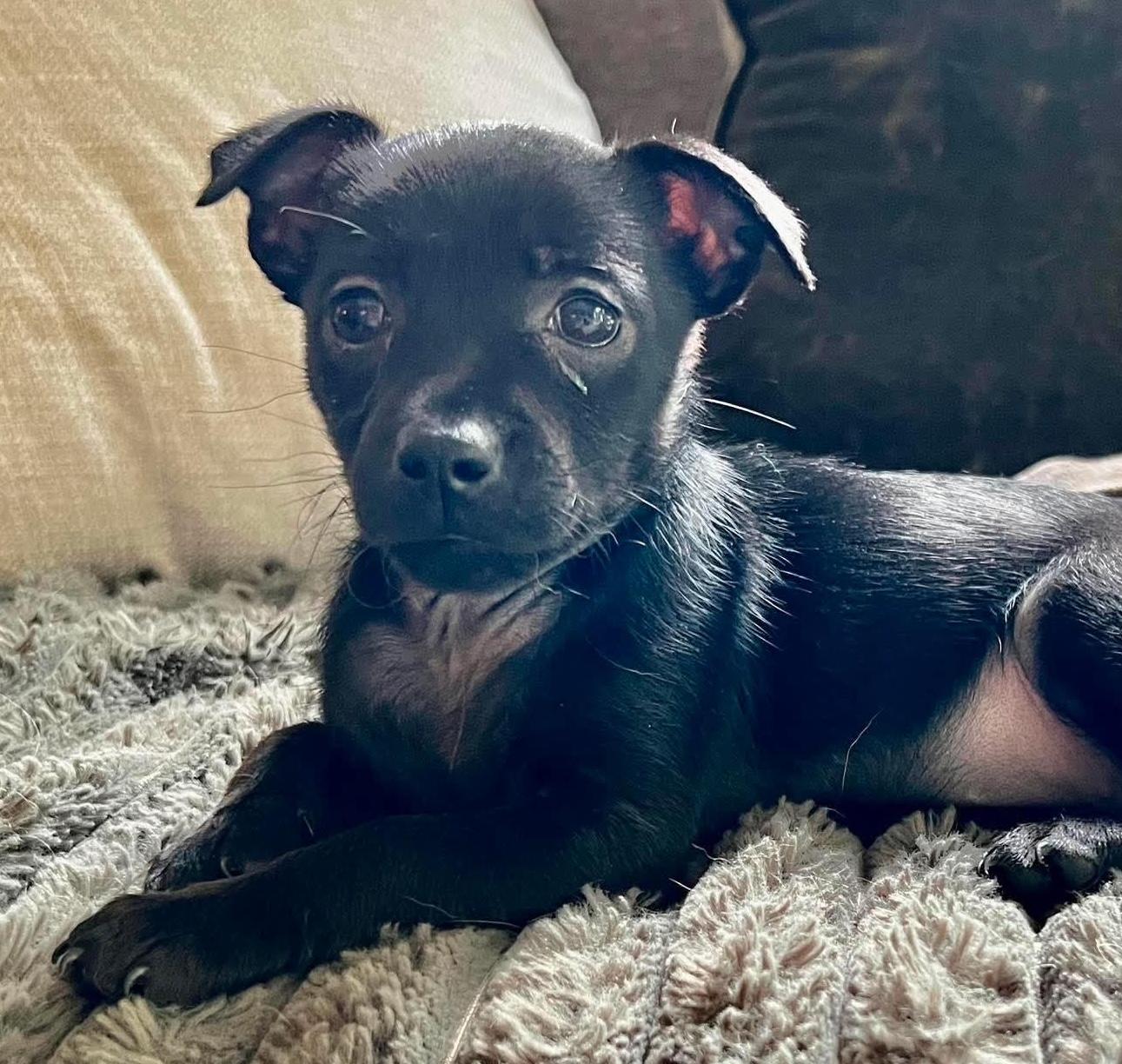 Joleen, an adopted mixed breed in Cumming, GA image 1/2