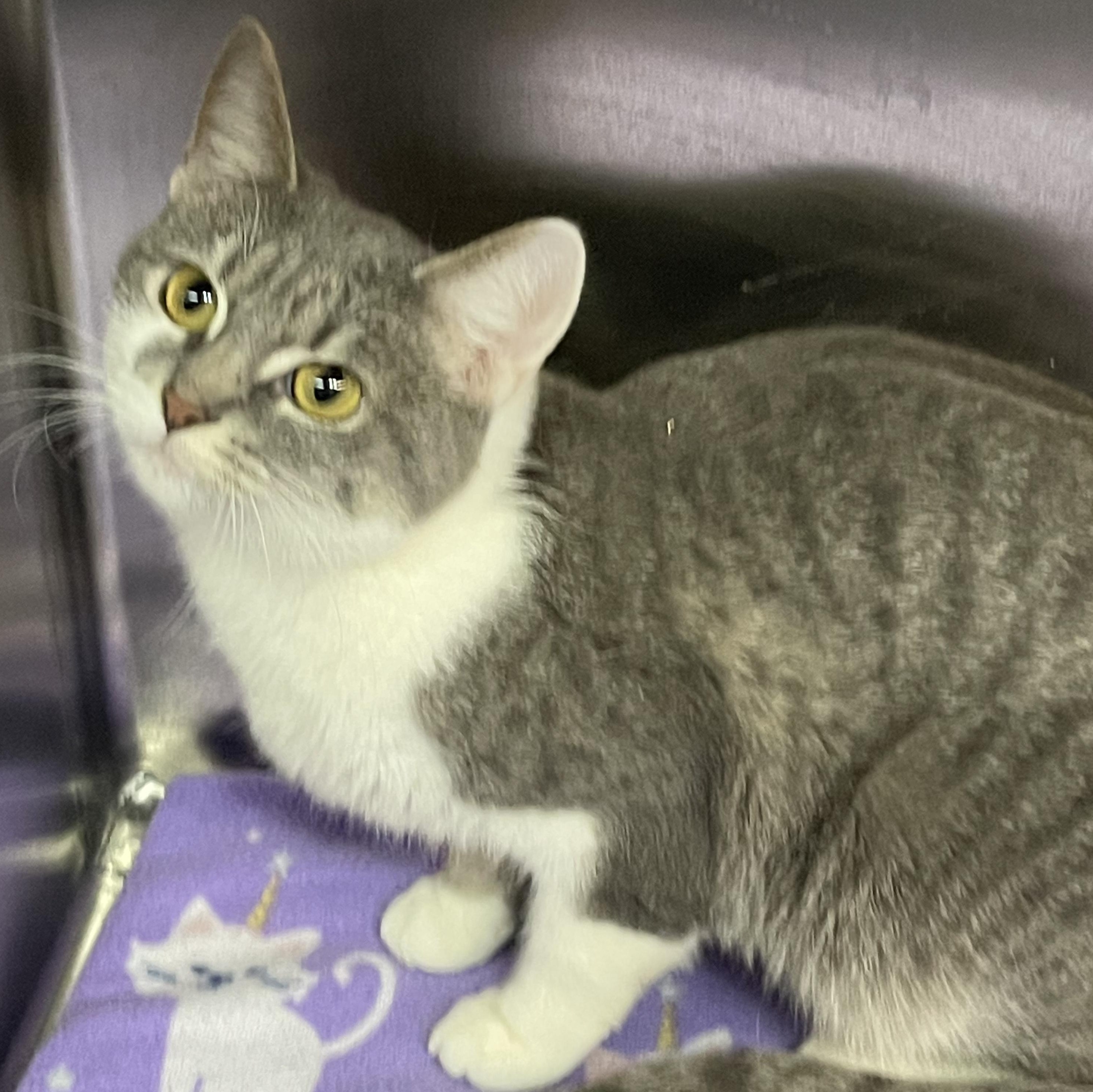 Enlarge Mary, a Adoptable Tabby in Livonia, MI image 2/6