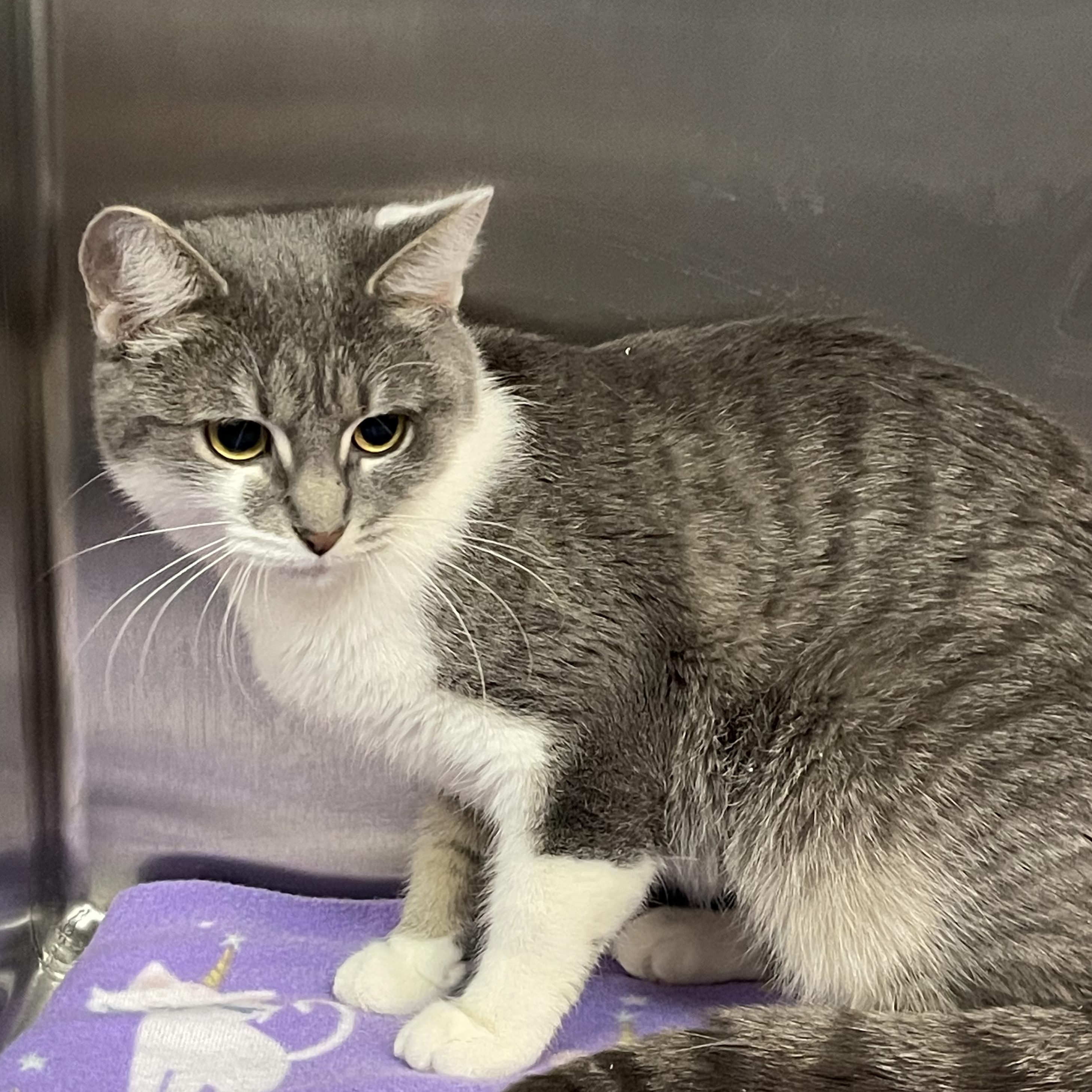 Enlarge Mary, a Adoptable Tabby in Livonia, MI image 5/6