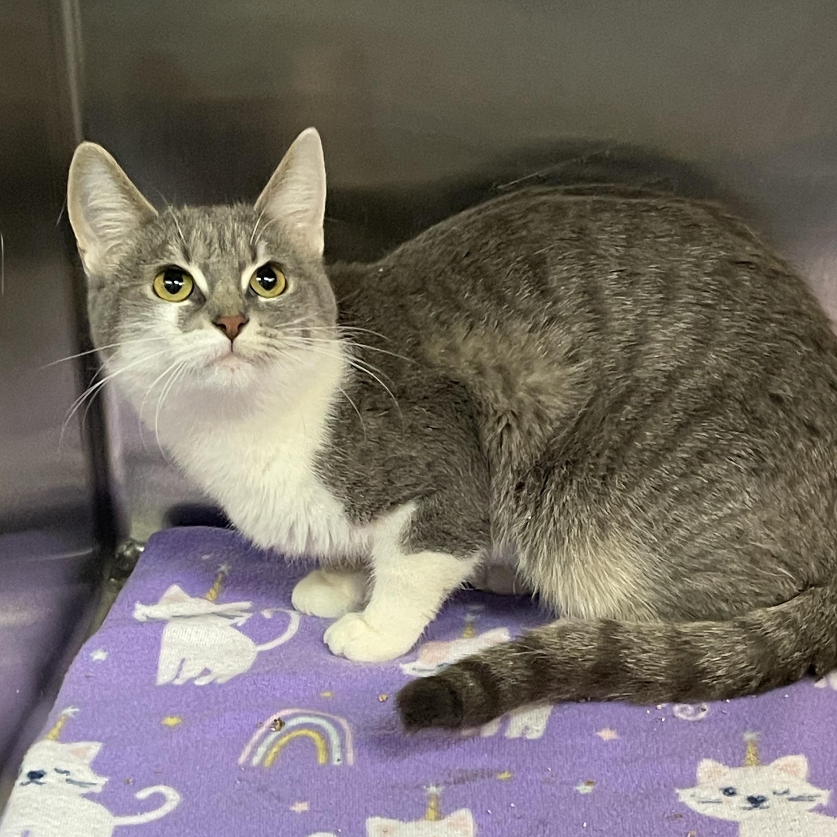 Enlarge Mary, a Adoptable Tabby in Livonia, MI image 3/6