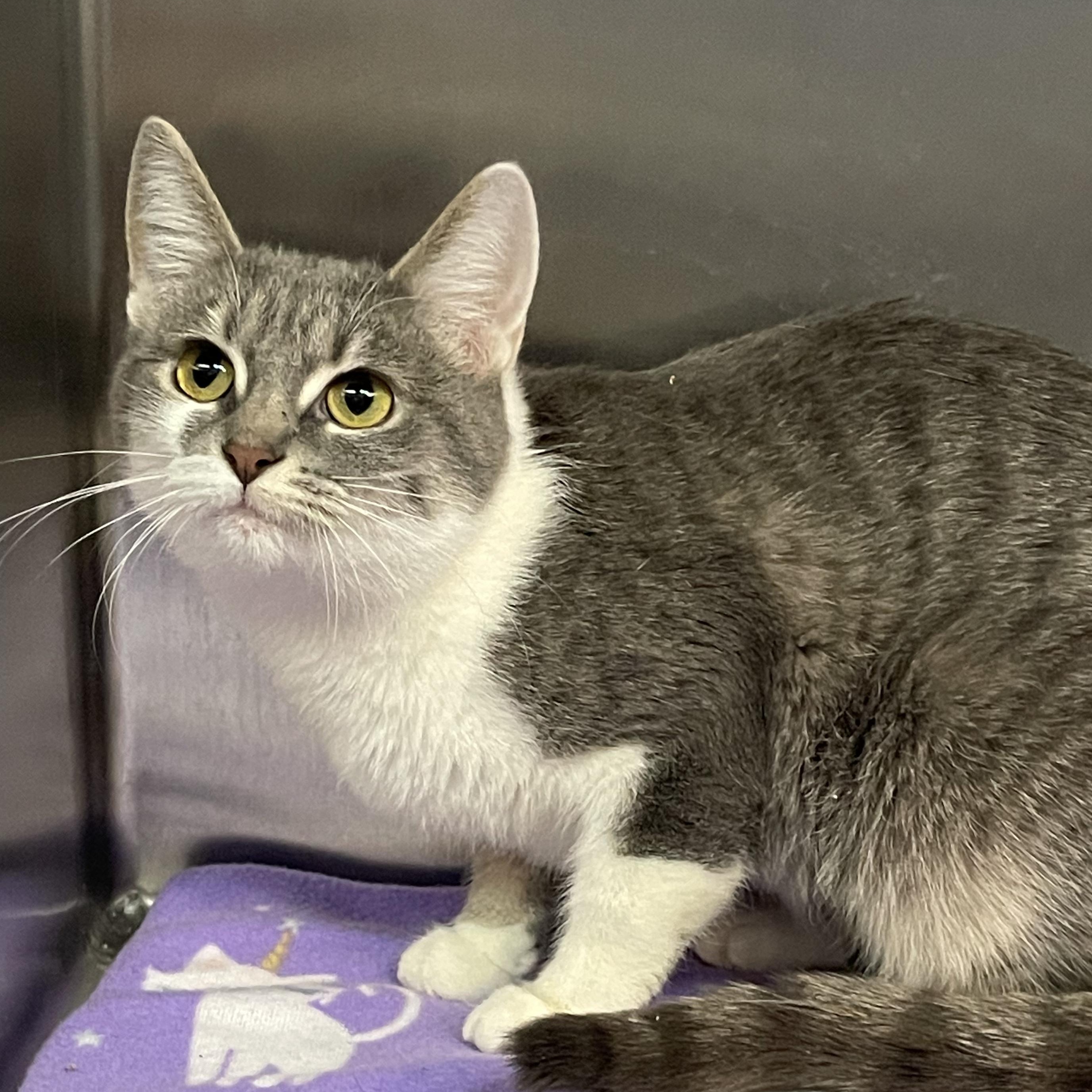 Enlarge Mary, a Adoptable Tabby in Livonia, MI image 1/6