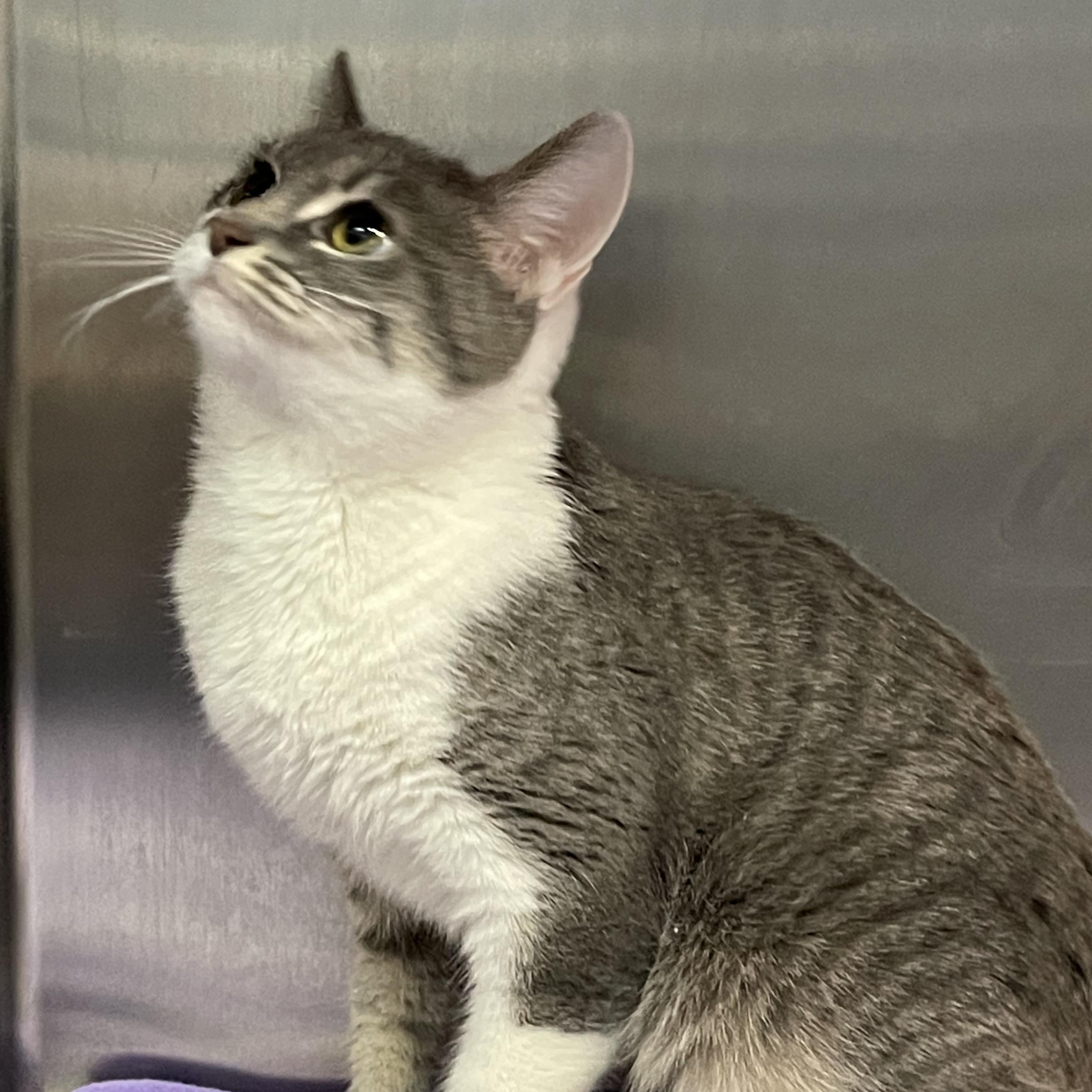 Enlarge Mary, a Adoptable Tabby in Livonia, MI image 4/6