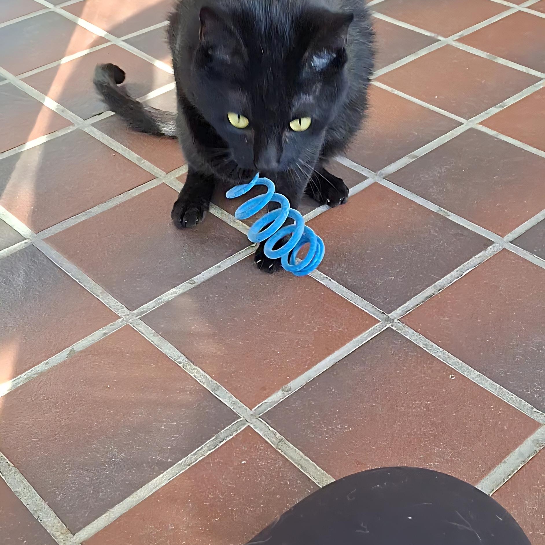 Enlarge Addie, a Adoptable Domestic Short Hair in Littleton, NH image 5/5