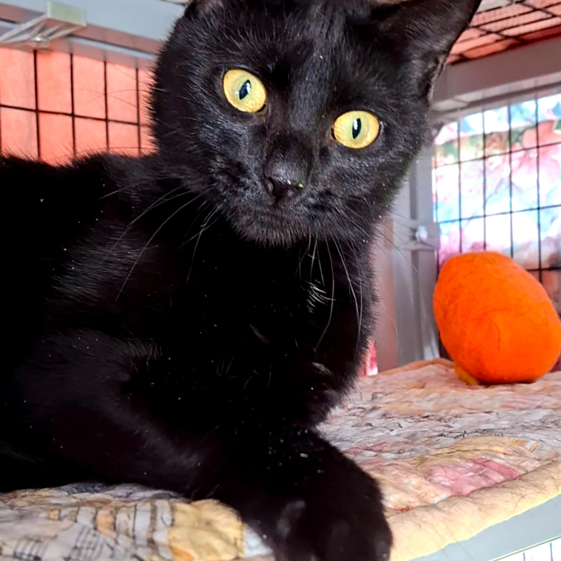 Enlarge Addie, a Adoptable Domestic Short Hair in Littleton, NH image 2/5