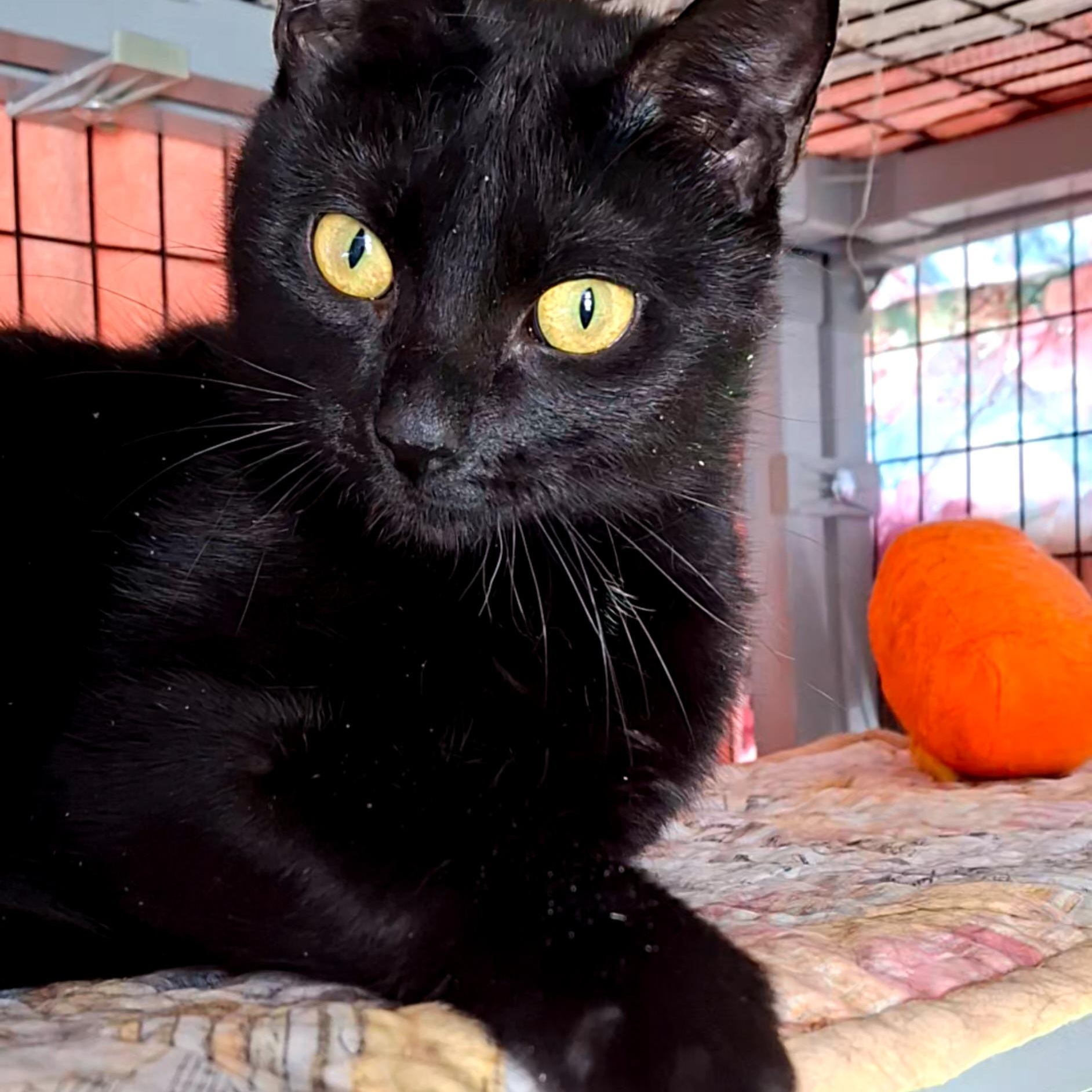 Enlarge Addie, a Adoptable Domestic Short Hair in Littleton, NH image 4/5