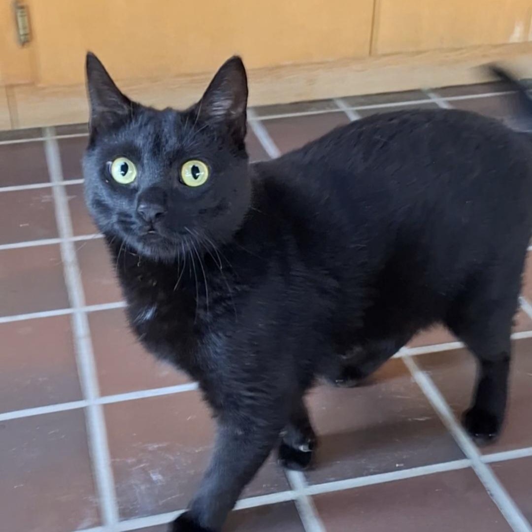 Enlarge Addie, a Adoptable Domestic Short Hair in Littleton, NH image 3/5