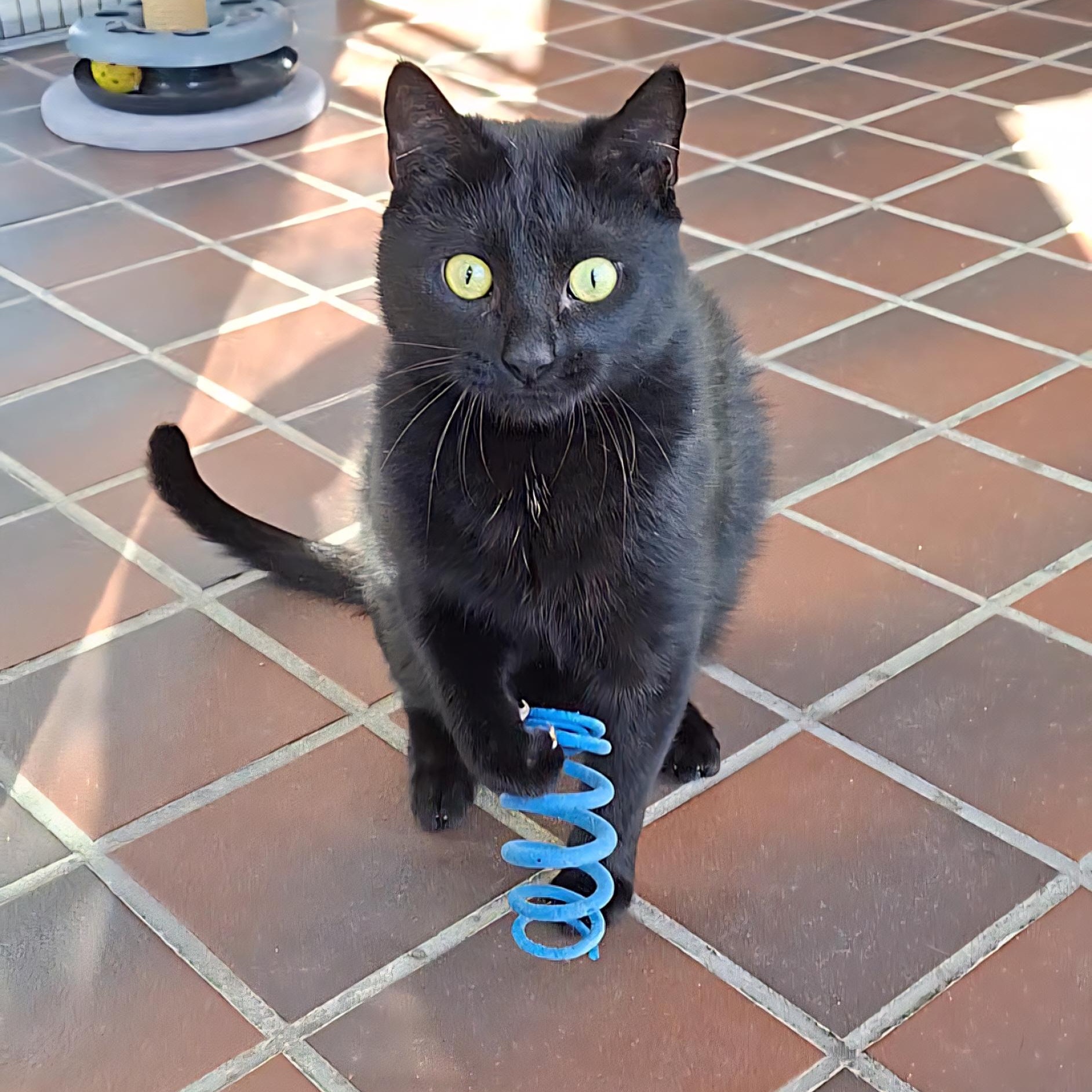 Addie, Adoptable, Adult Female Domestic Short Hair.