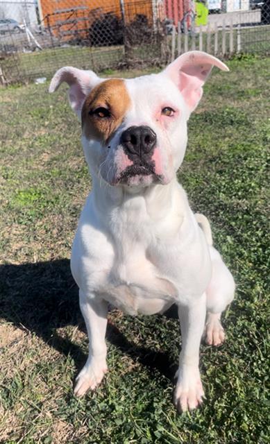ANNIE, Adoptable, Adult Female Pit Bull Terrier & Mixed Breed.