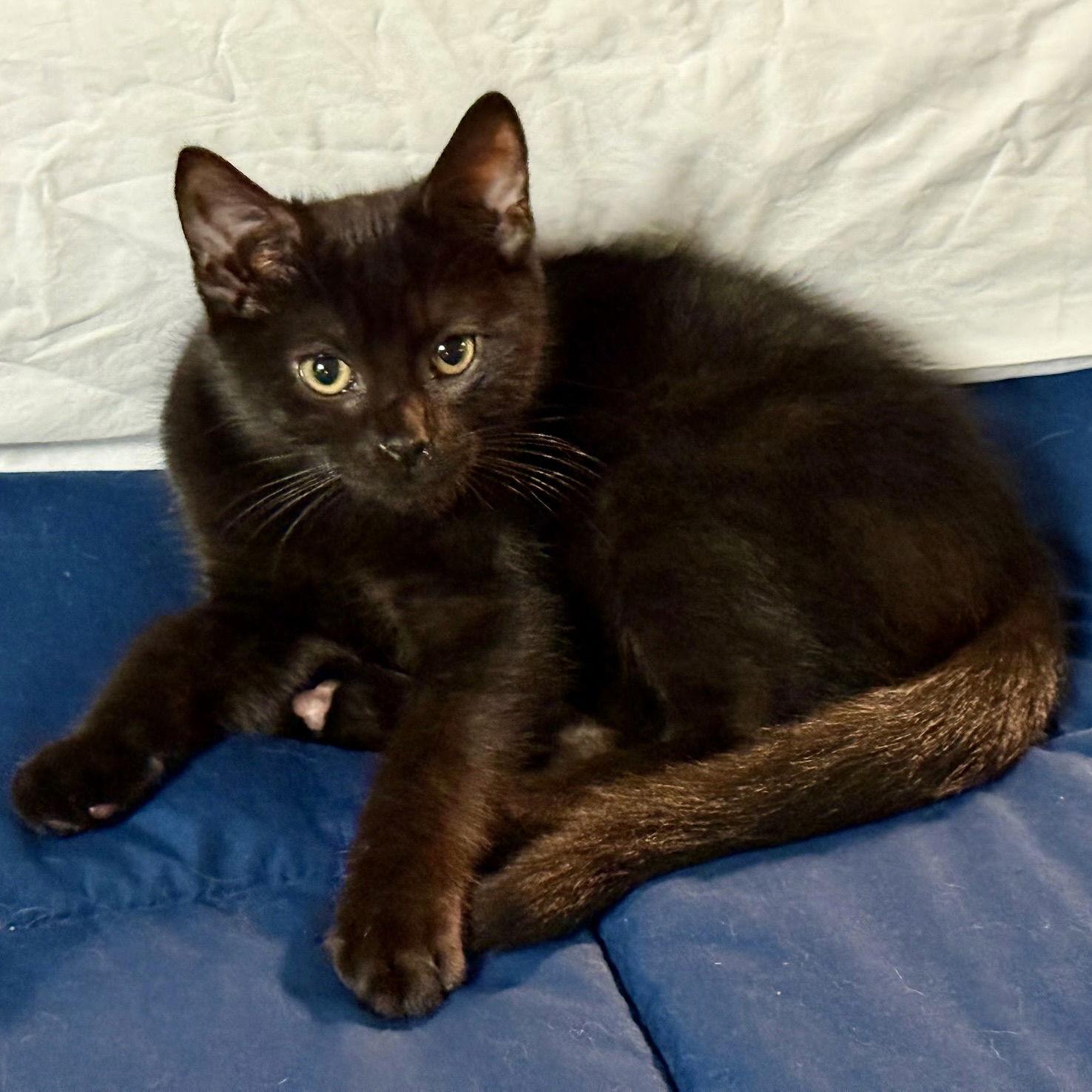 Enlarge Indigo, a Adoptable Domestic Short Hair in Norwood, OH image 1/1