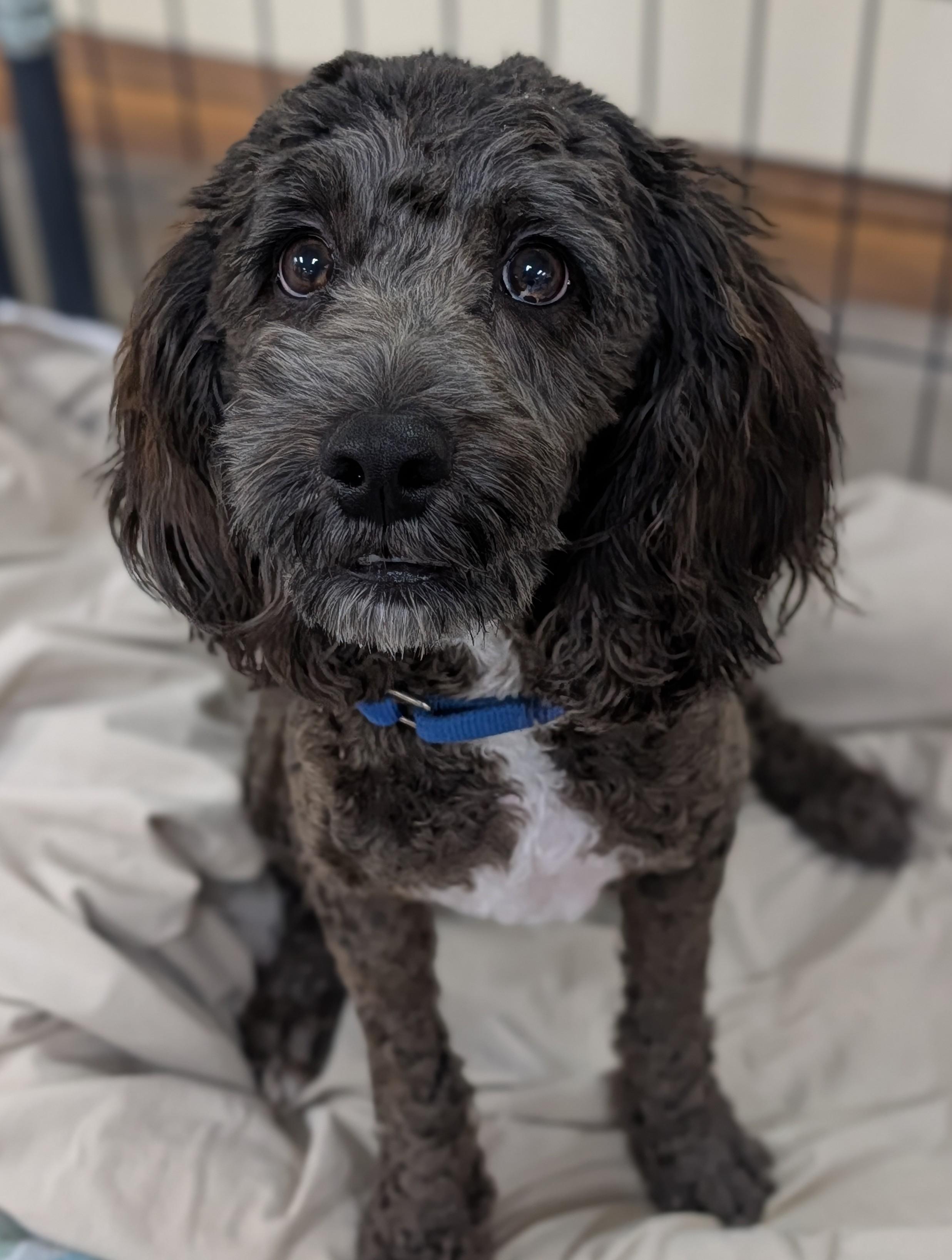 Jake, adopted, Young Male Poodle & Cocker Spaniel.