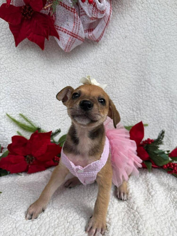 Enlarge Zoey, a Adoptable Labrador Retriever in Silver Spring, MD image 1/2