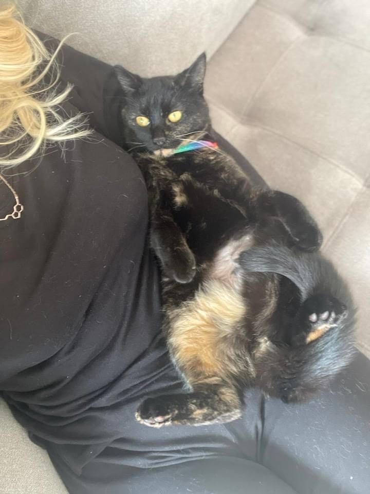 Delilah, a Adopted Tortoiseshell in Des Moines, WA image 1/12