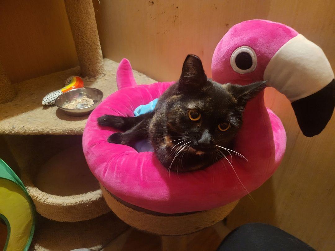 Delilah, a Adopted Tortoiseshell in Des Moines, WA image 2/12