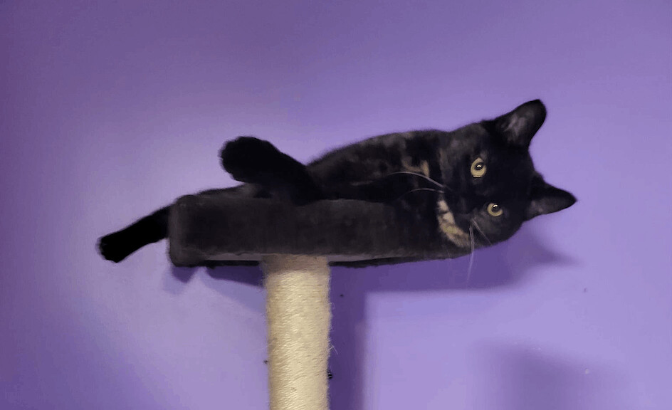 Delilah, a Adopted Tortoiseshell in Des Moines, WA image 3/12