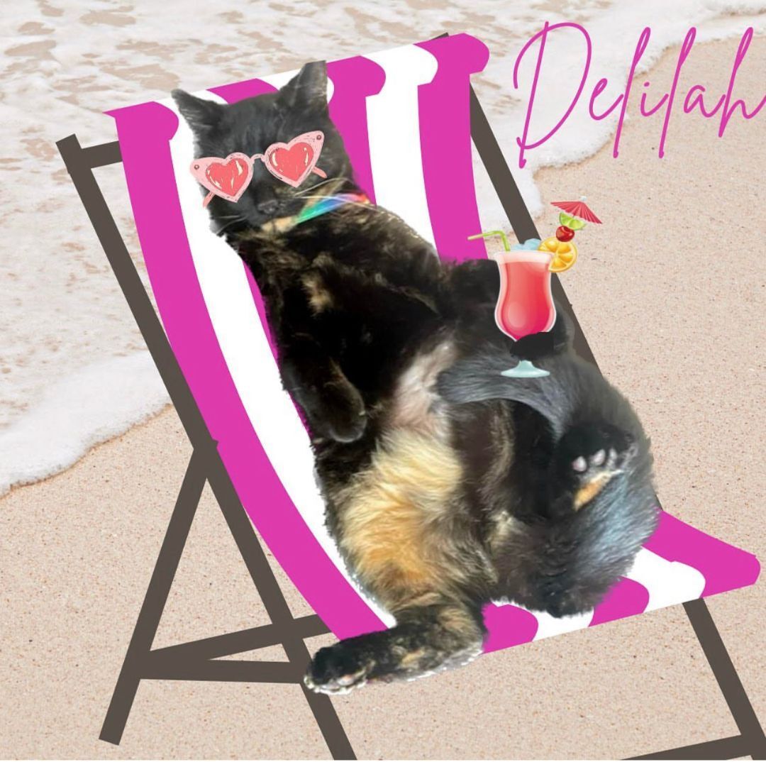 Delilah, a Adopted Tortoiseshell in Des Moines, WA image 4/12