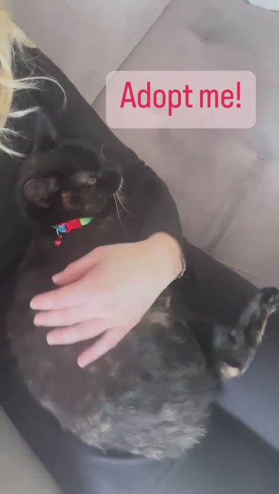 Enlarge Delilah, a Adopted Tortoiseshell in Des Moines, WA video 11/12