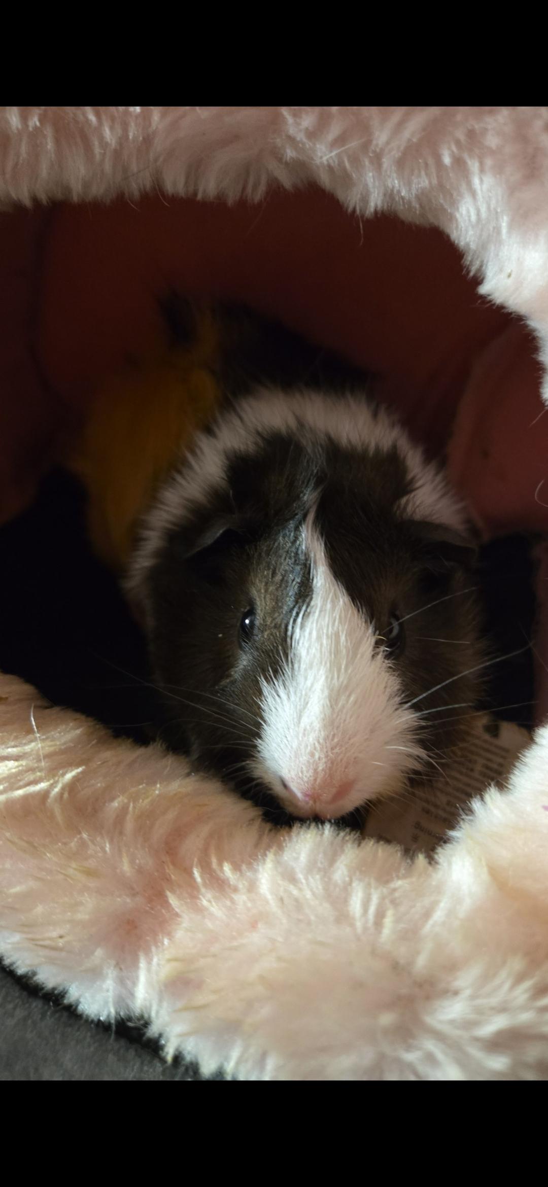 Enlarge Steven, a Adopted Abyssinian in Santa Clarita, CA image 1/2