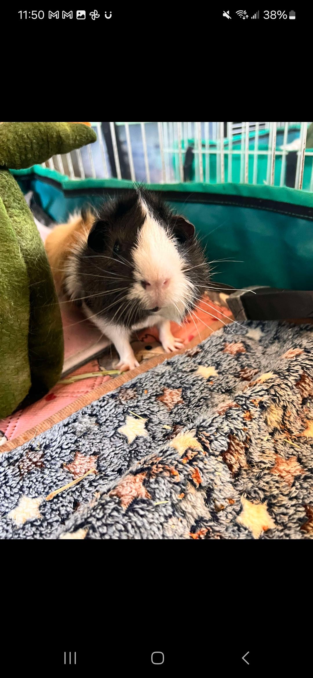 Enlarge Steven, a Adopted Abyssinian in Santa Clarita, CA image 2/2