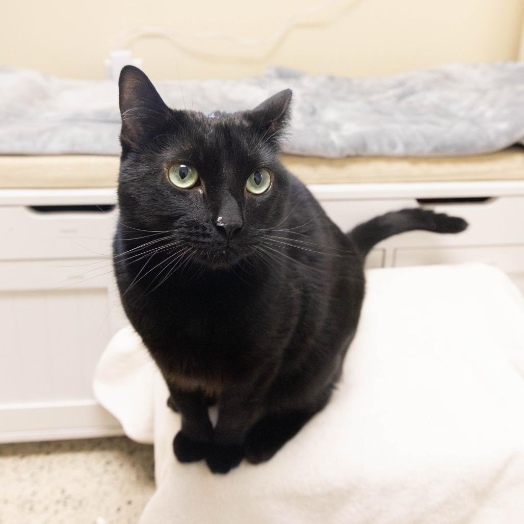 Misu, Adoptable, Adult Female Domestic Short Hair.
