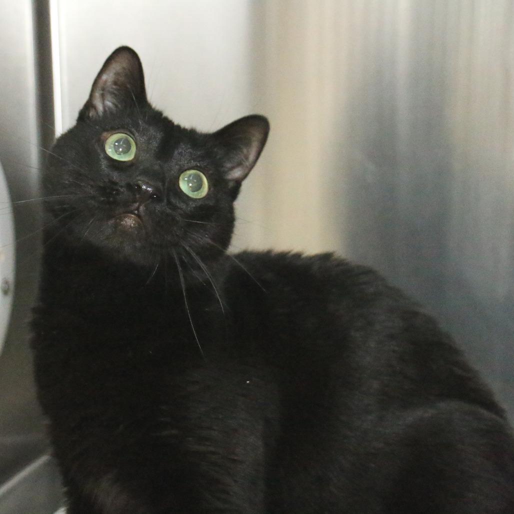 Enlarge Misu, a Adoptable Domestic Short Hair in Pasadena, CA image 1/2