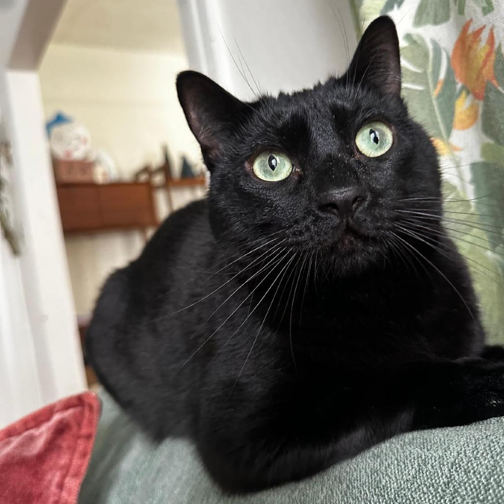 Enlarge Misu, a Adoptable Domestic Short Hair in Pasadena, CA image 2/2
