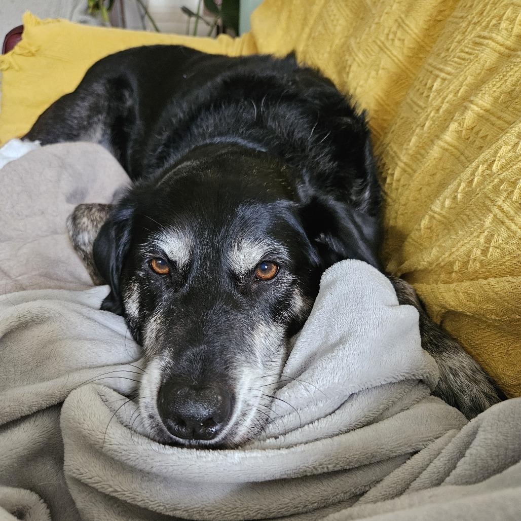 Corey, a Adoptable Australian Shepherd in Washington, DC image 1/6
