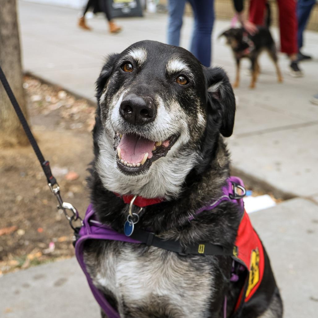 Corey, a Adoptable Australian Shepherd in Washington, DC image 2/6