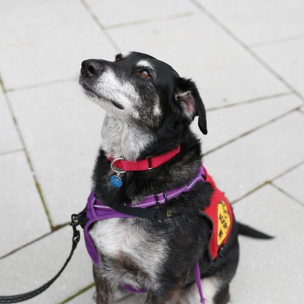 Enlarge Corey, a Adoptable Australian Shepherd in Washington, DC image 1/6