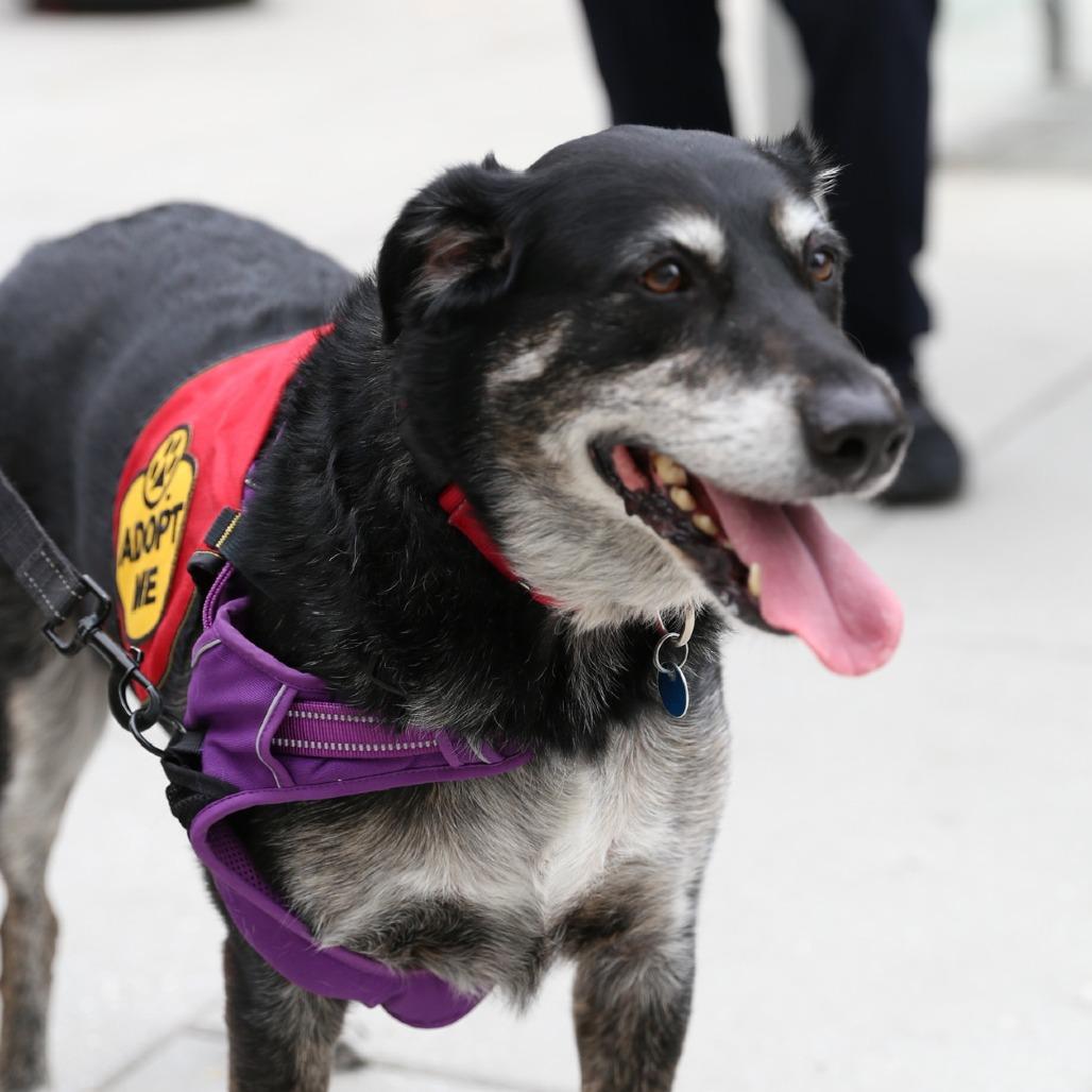Enlarge Corey, a Adoptable Australian Shepherd in Washington, DC image 2/6