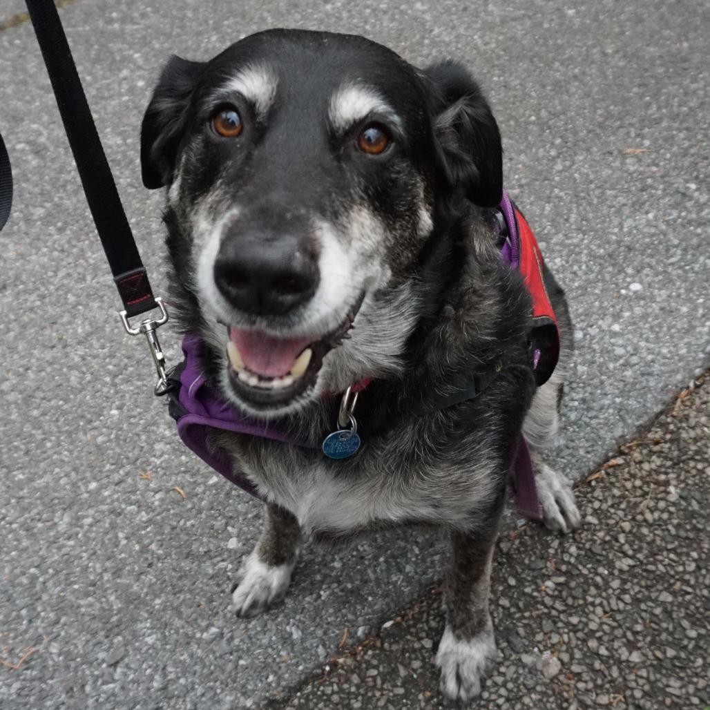 Corey, a Adoptable Australian Shepherd in Washington, DC image 3/6